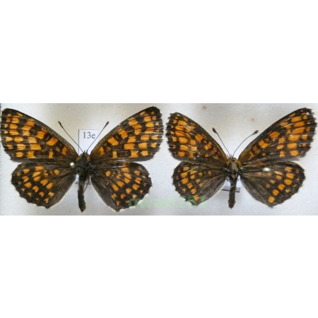 Melitaea athalia (Rottemburg, 1775) pair Przeplatka atalia Poland13e